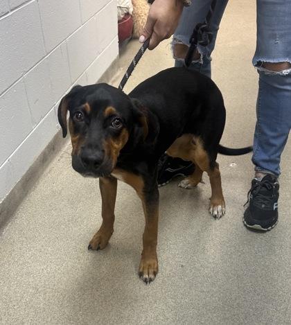 Gypsy, Adoptable, Puppy Male Rottweiler & Mixed Breed.
