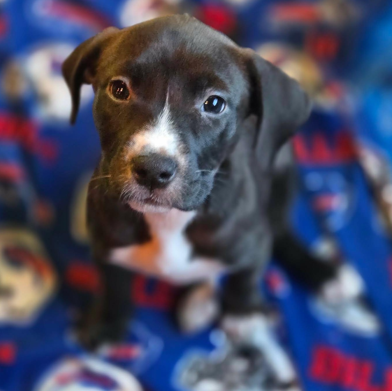 Enlarge Chocolate Chunk, a Adoptable mixed breed in hilton, NY image 4/6