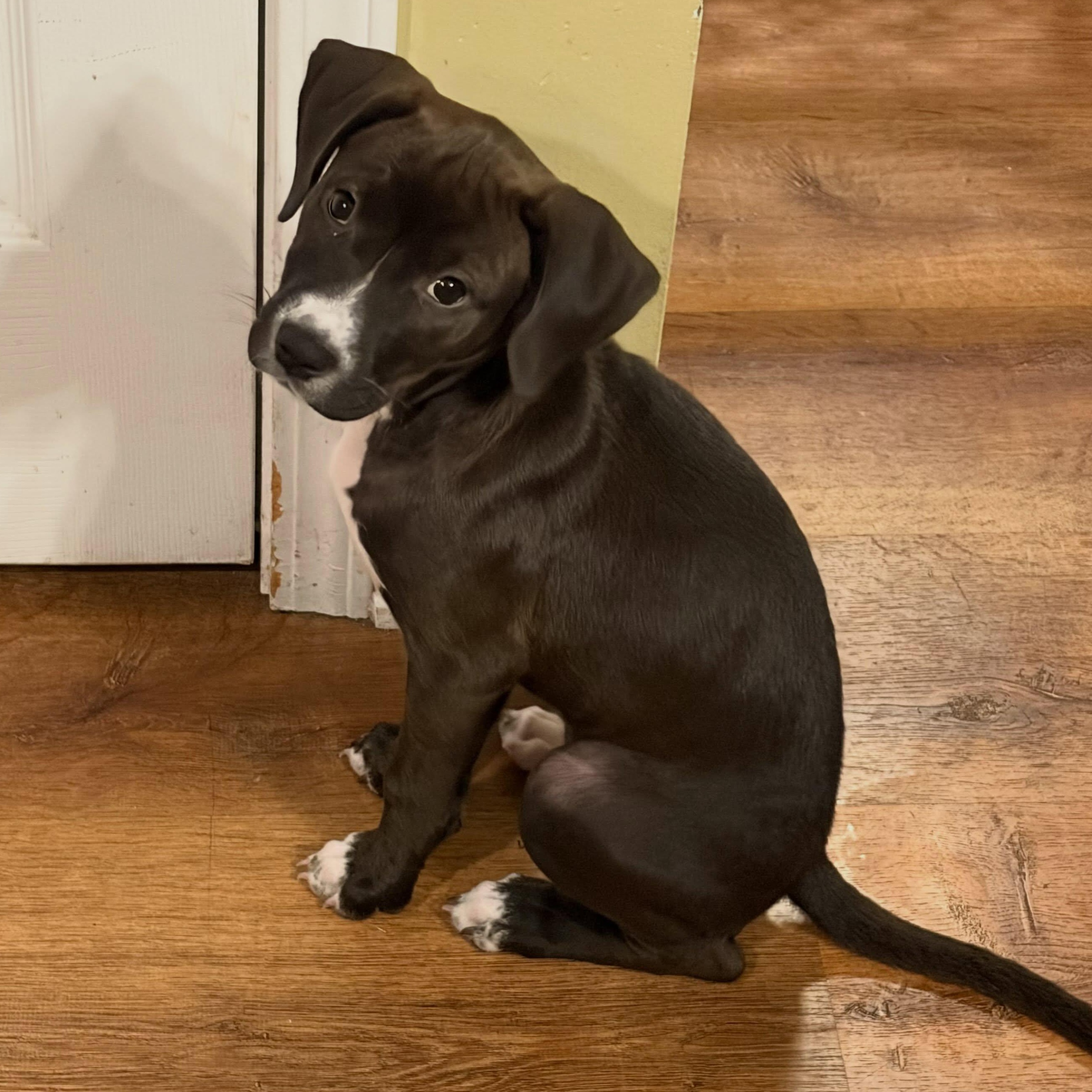Chocolate Chunk, Adoptable, Puppy Female Pit Bull Terrier & Great Dane.