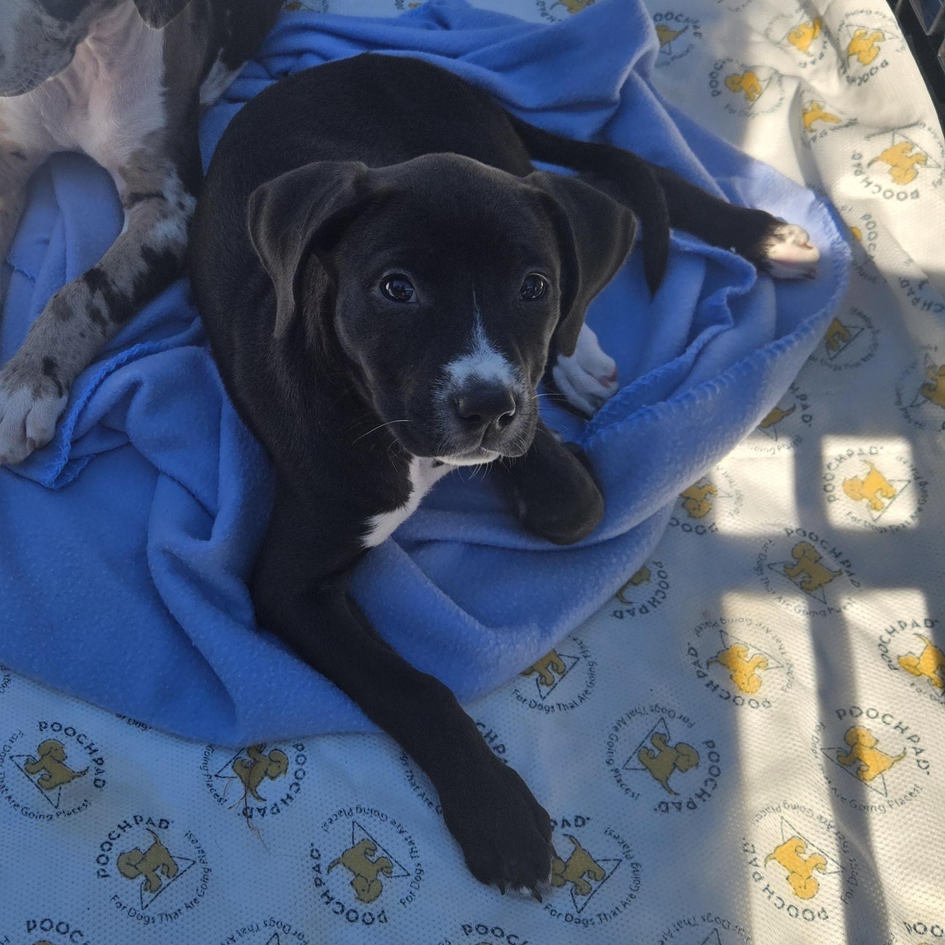 Enlarge Chocolate Chunk, a Adoptable mixed breed in hilton, NY image 6/6
