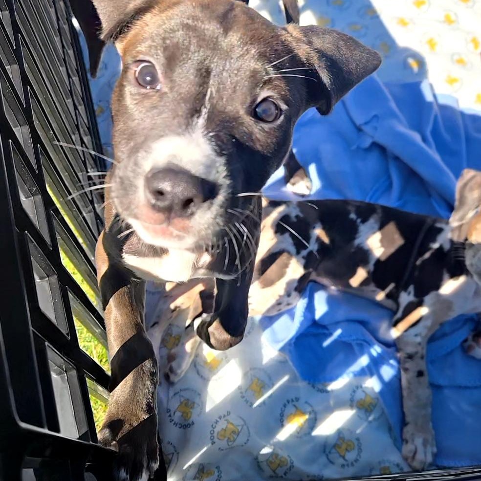Enlarge Chocolate Chunk, a Adoptable mixed breed in hilton, NY image 2/6