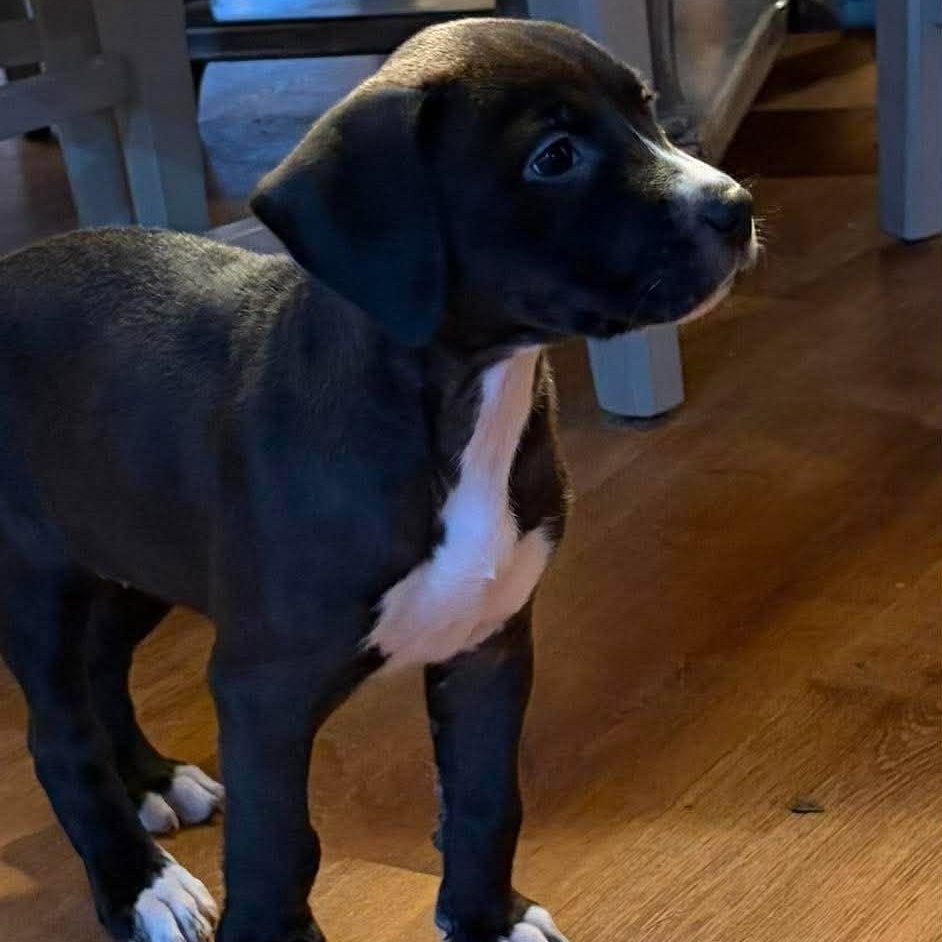 Enlarge Chocolate Chunk, a Adoptable mixed breed in hilton, NY image 5/6