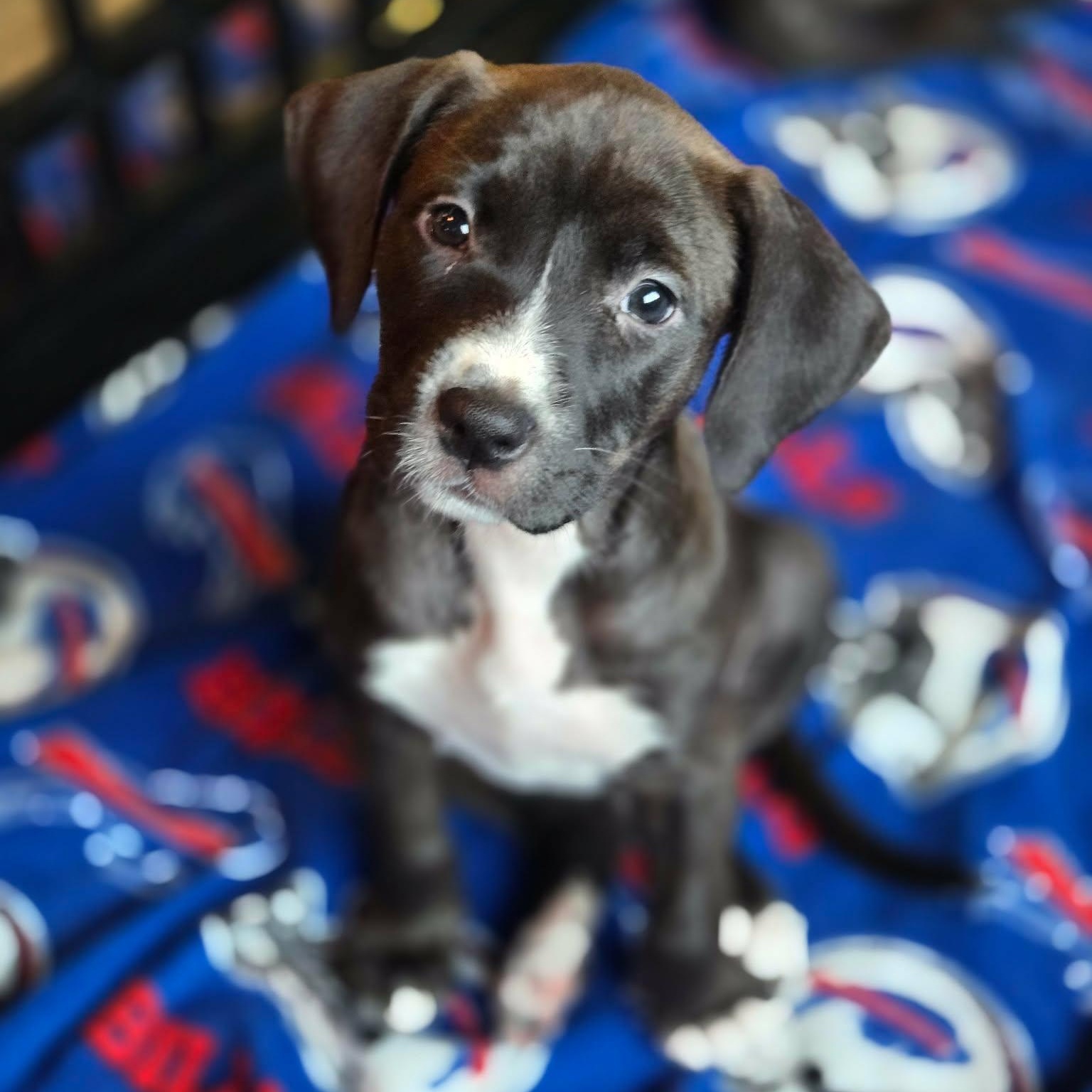 Enlarge Chocolate Chunk, a Adoptable mixed breed in hilton, NY image 3/6