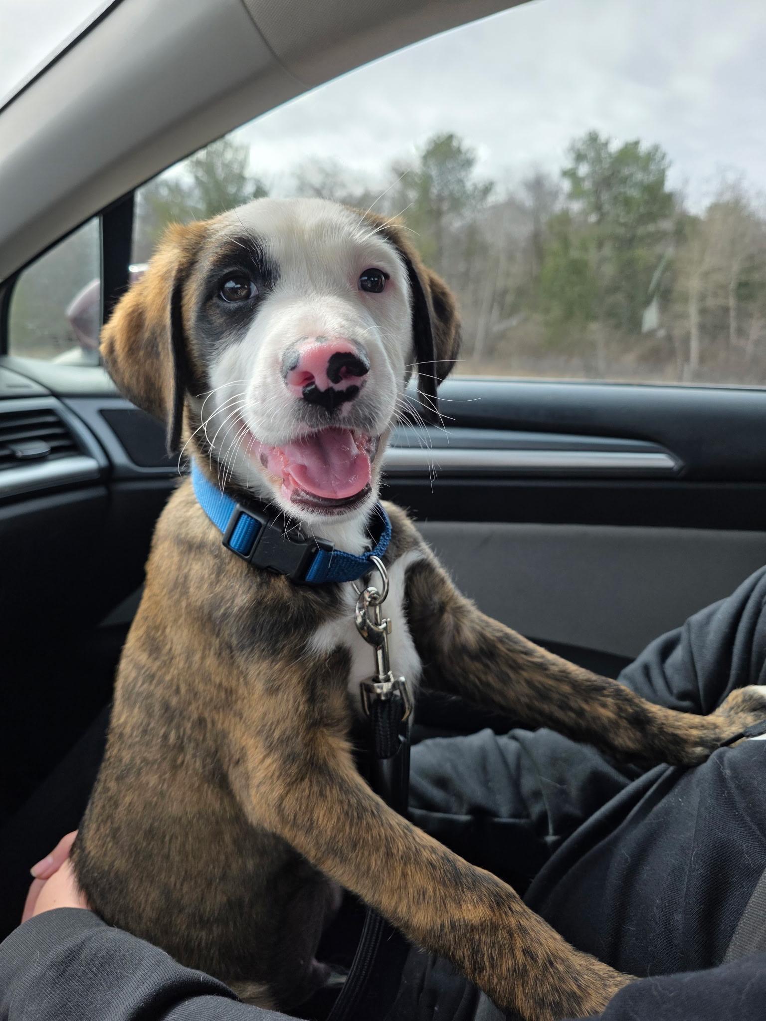 Enlarge Jesse, an adoptable mixed breed in Winter, WI image 1/1