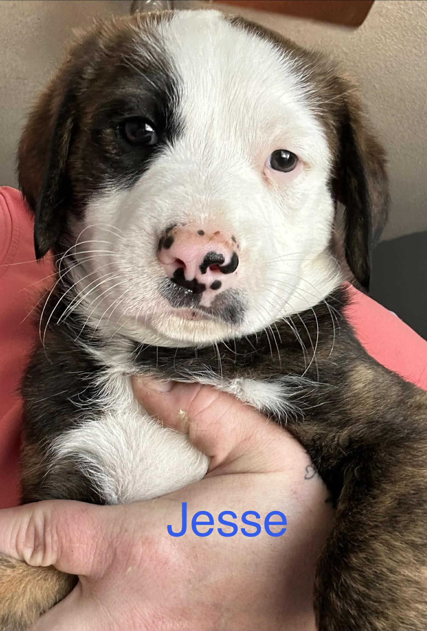 Jesse, ADOPTABLE, Puppy Male Australian Shepherd & Shepherd.