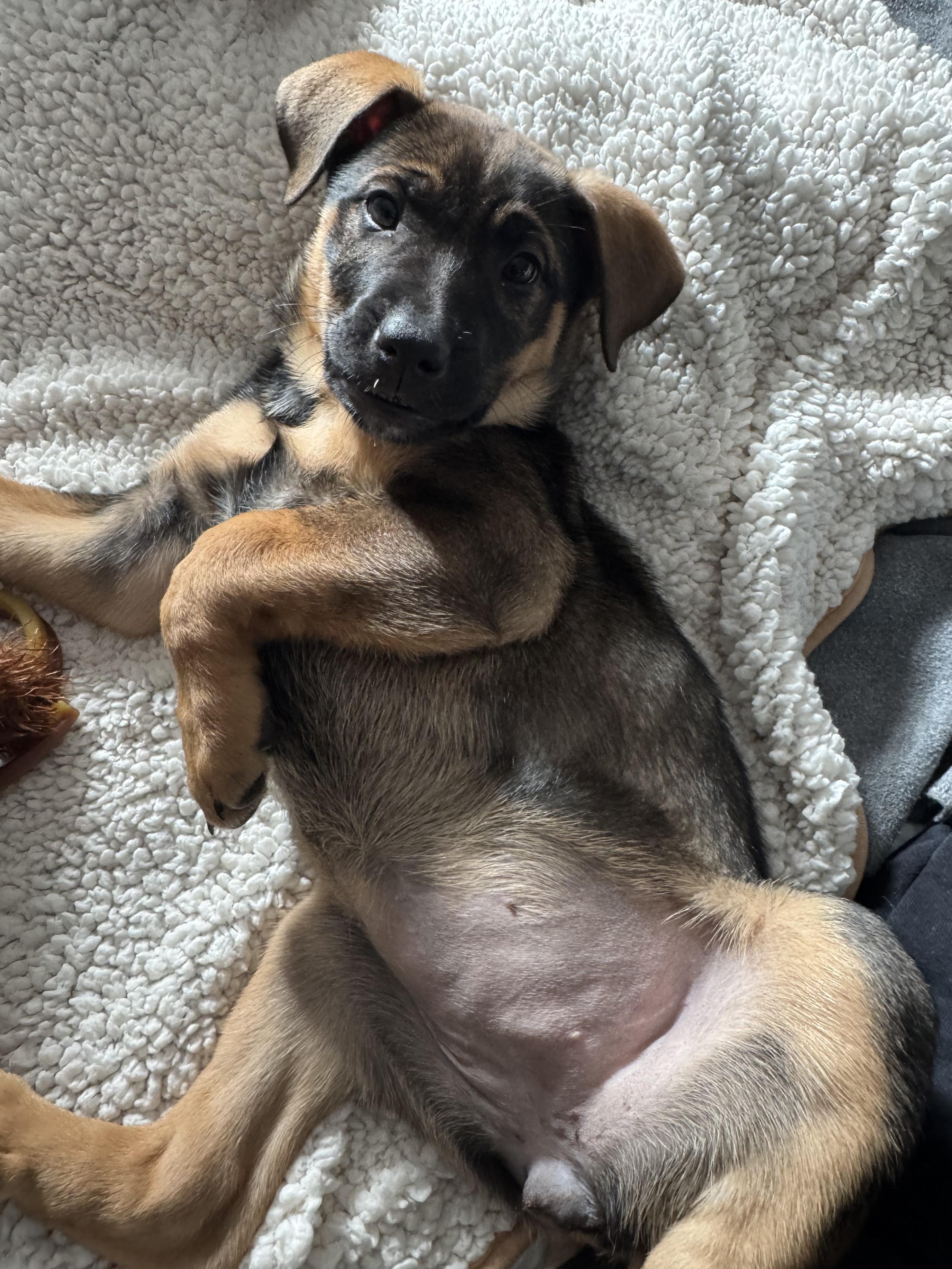 charlotte, adopted, Puppy Female German Shepherd Dog.