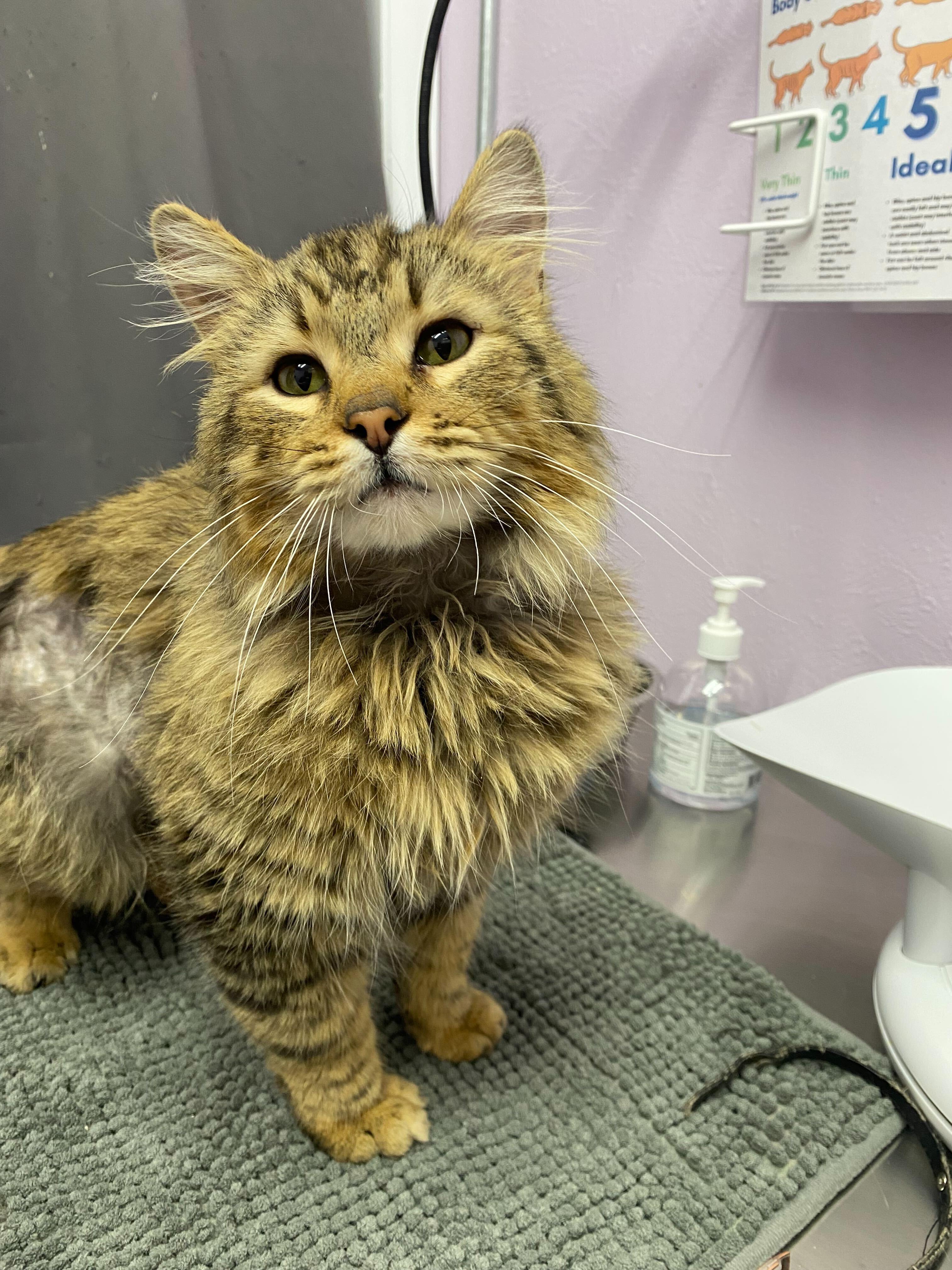 Rowdy, Adopted, Young Male Domestic Long Hair.