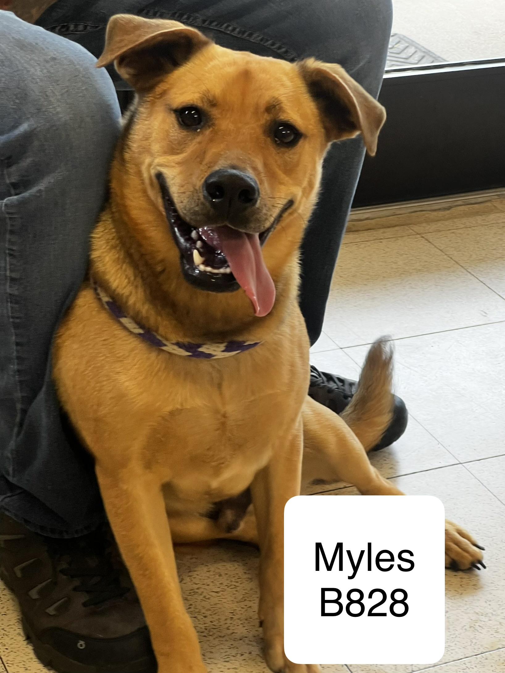 Enlarge Myles, a ADOPTABLE mixed breed in Morganton, NC image 1/1
