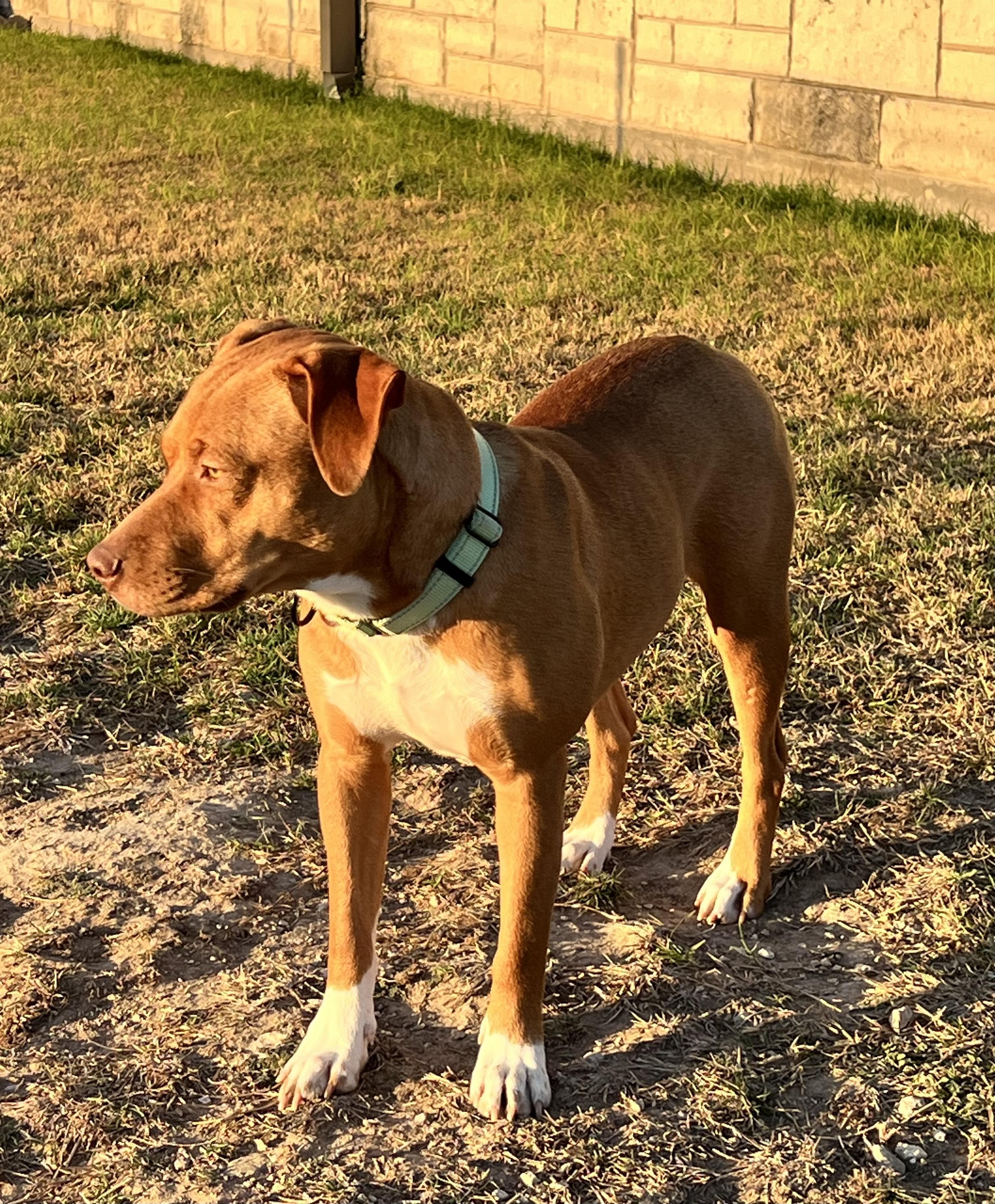 Enlarge RUBY-Practically Perfect, a Adoptable mixed breed in Dandridge, TN image 4/6