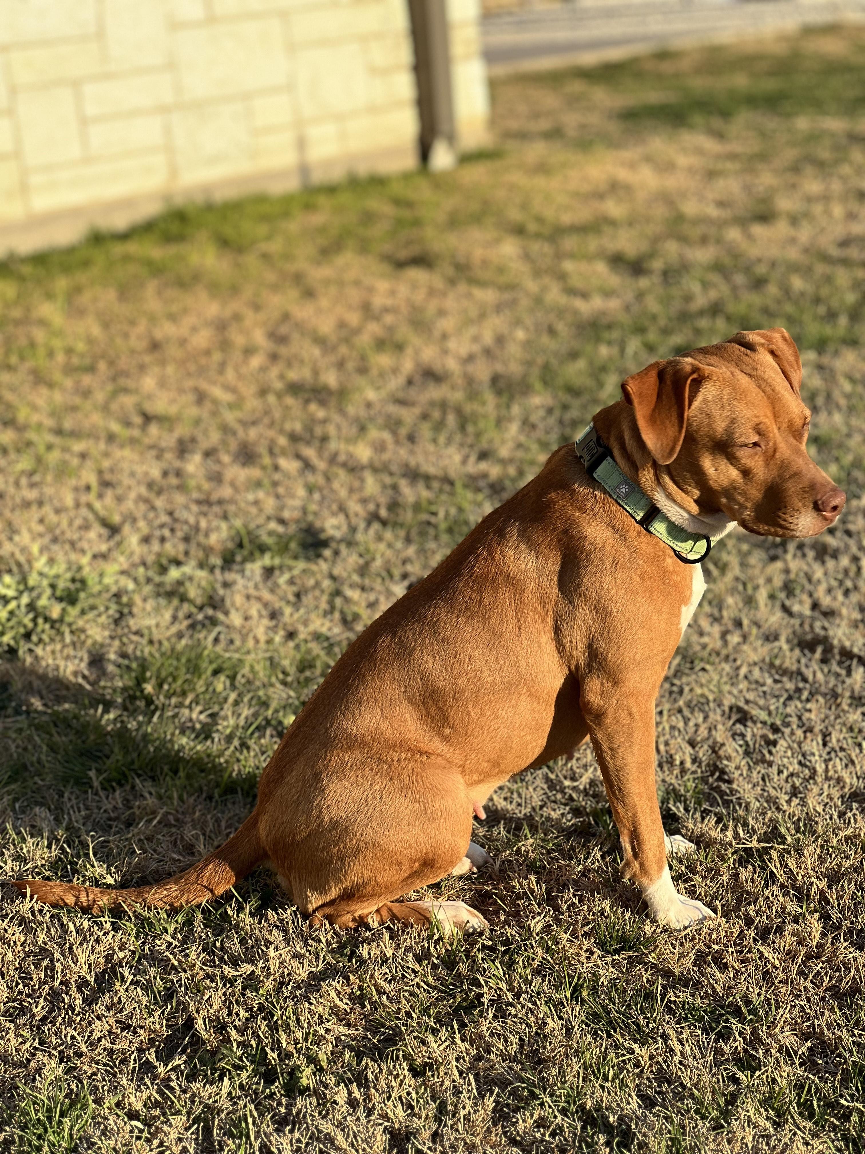 Enlarge RUBY-Practically Perfect, a Adoptable mixed breed in Dandridge, TN image 5/6