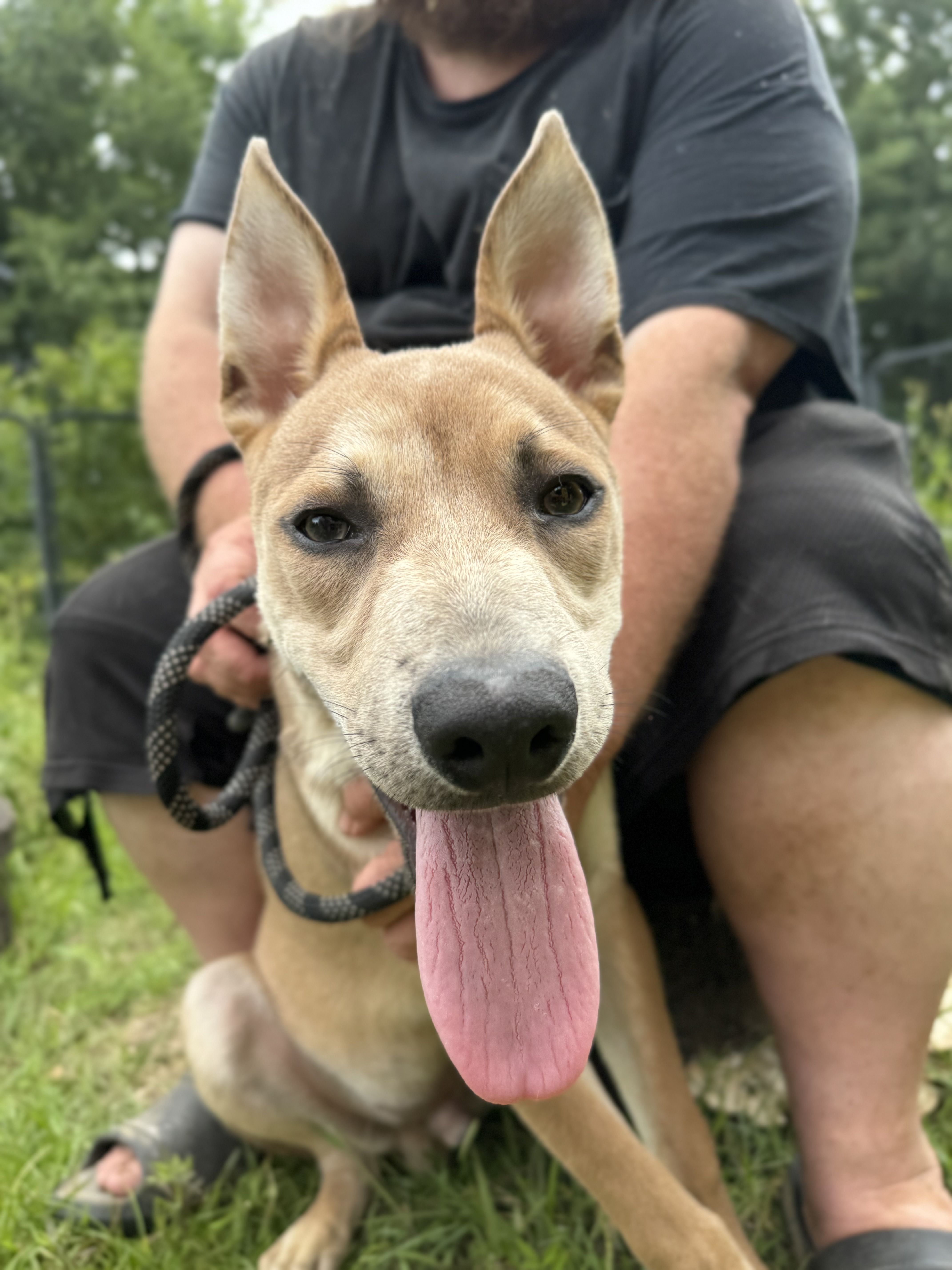 DIESEL, an adoptable Labrador Retriever, Canaan Dog in Fosters, AL, 35463 | Photo Image 1