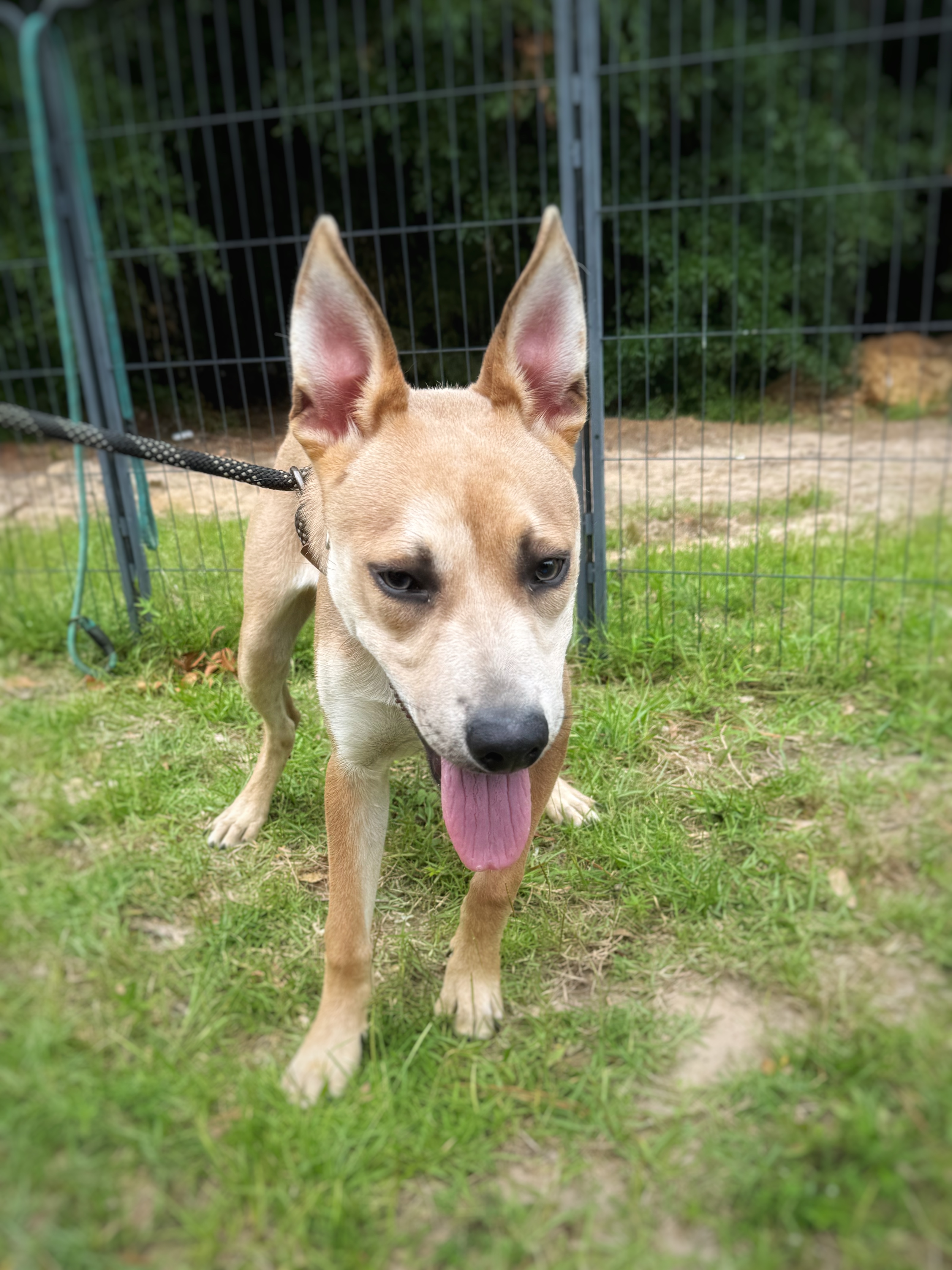 DIESEL, an adoptable Labrador Retriever, Canaan Dog in Fosters, AL, 35463 | Photo Image 5