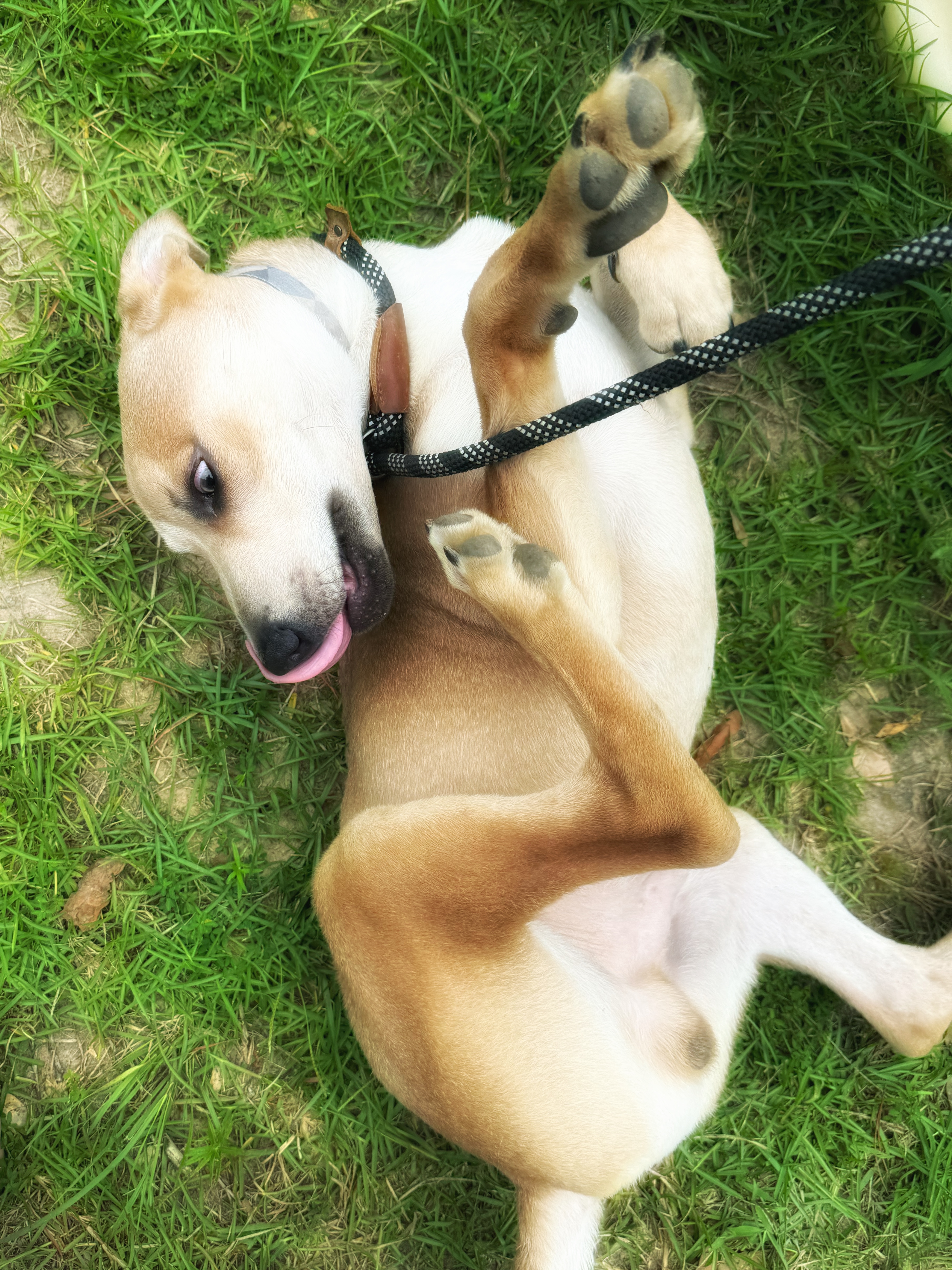 DIESEL, an adoptable Labrador Retriever, Canaan Dog in Fosters, AL, 35463 | Photo Image 2