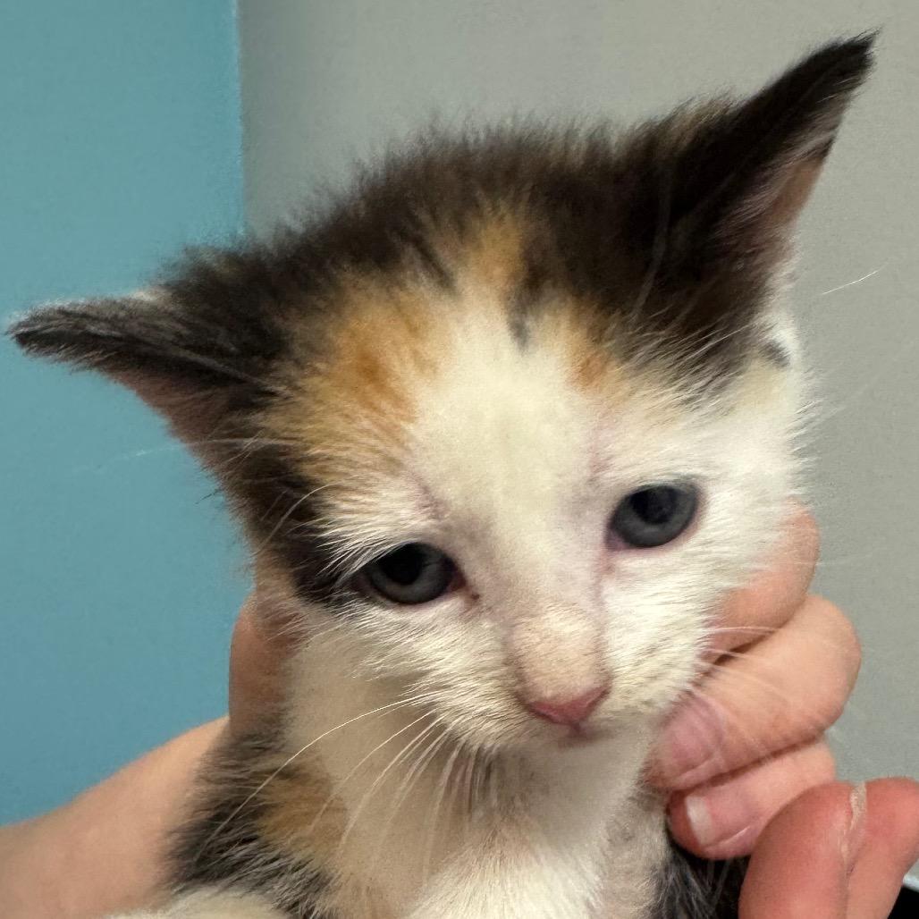 Tiggie, Adoptable, Kitten Female Domestic Short Hair.