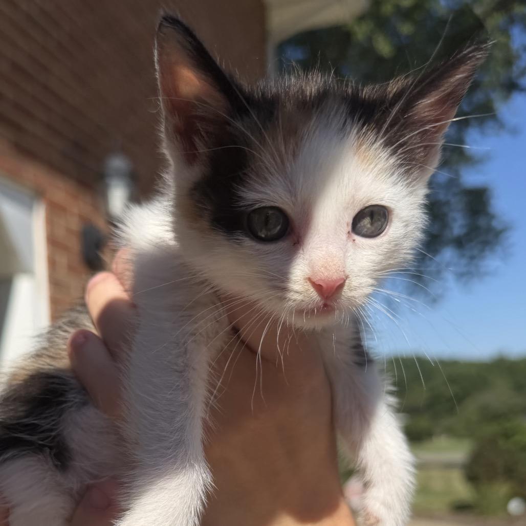 Tiggie, a Adoptable Domestic Short Hair in North Canton, OH image 2/3