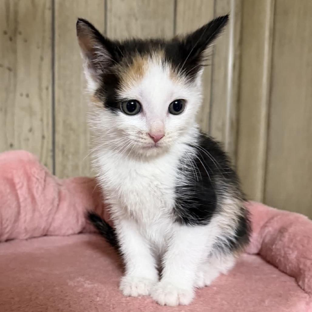 Tiggie, a Adoptable Domestic Short Hair in North Canton, OH image 3/3
