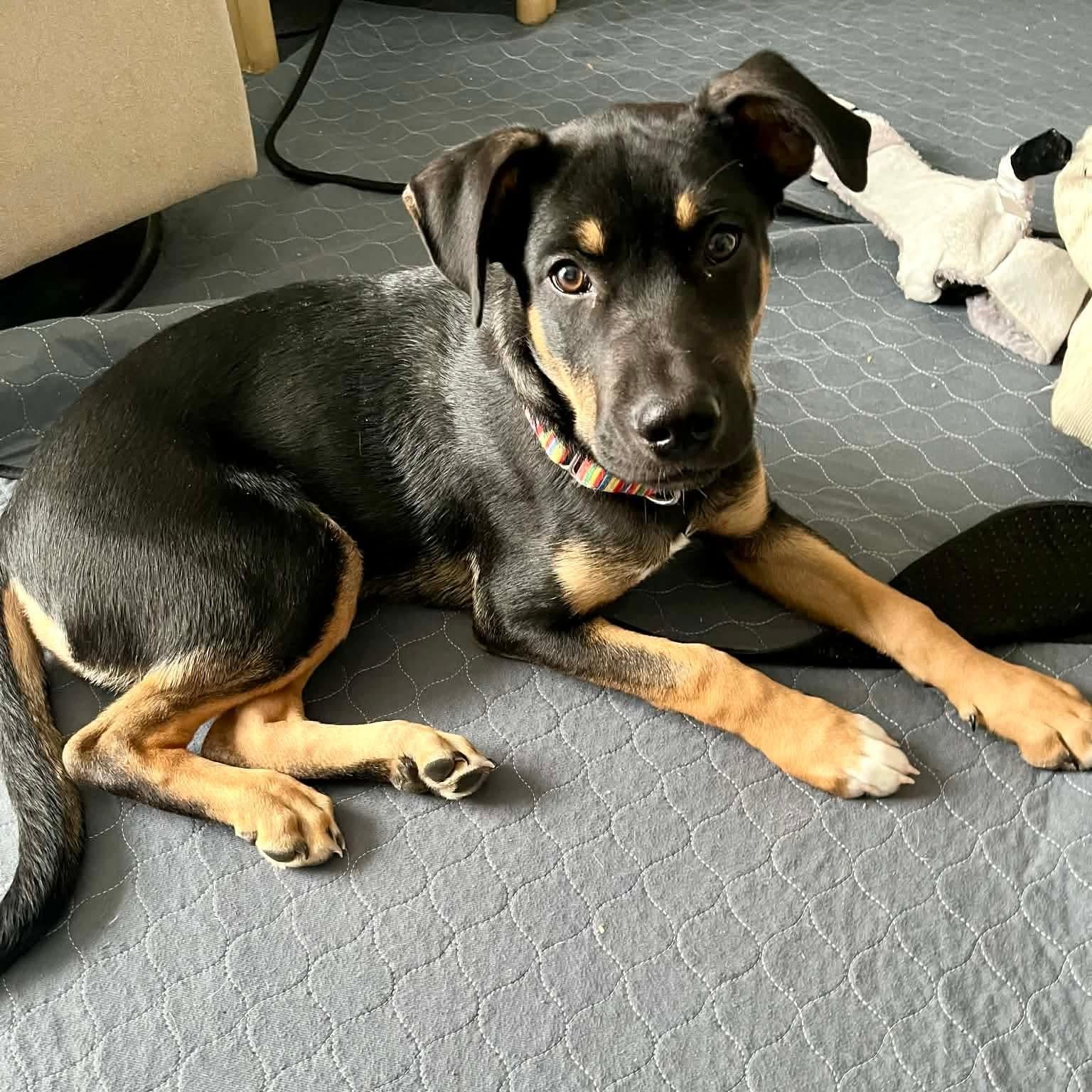 Maurice — thumbnail 5