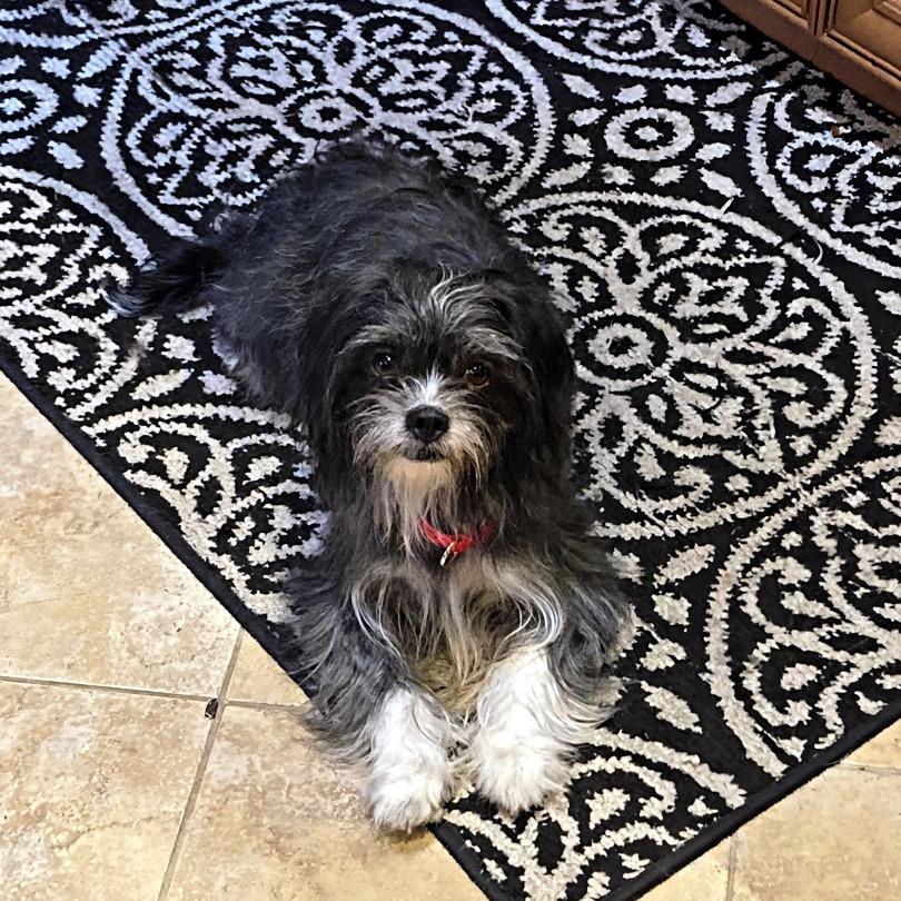 Enlarge GRACIE, a Adoptable Terrier in Berlin, NJ image 1/4