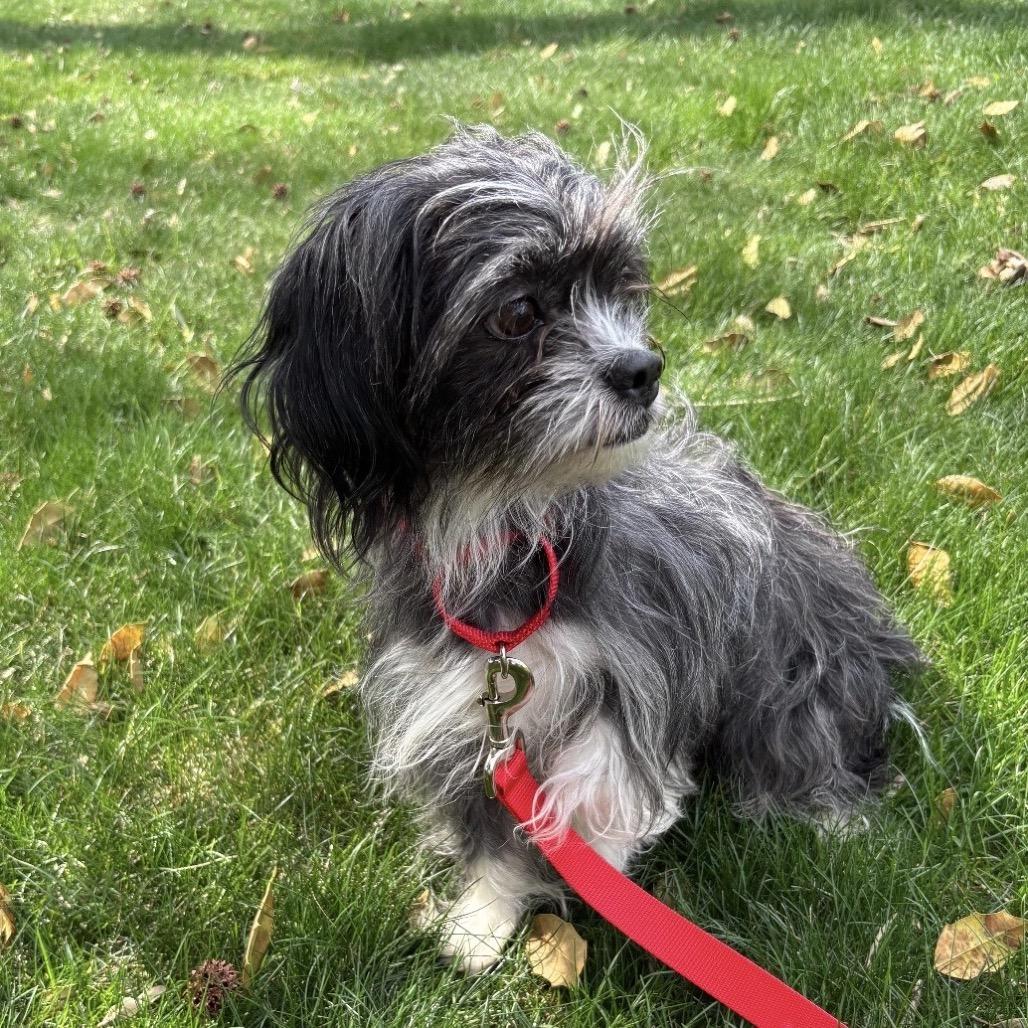 Enlarge GRACIE, a Adoptable Terrier in Berlin, NJ image 2/4