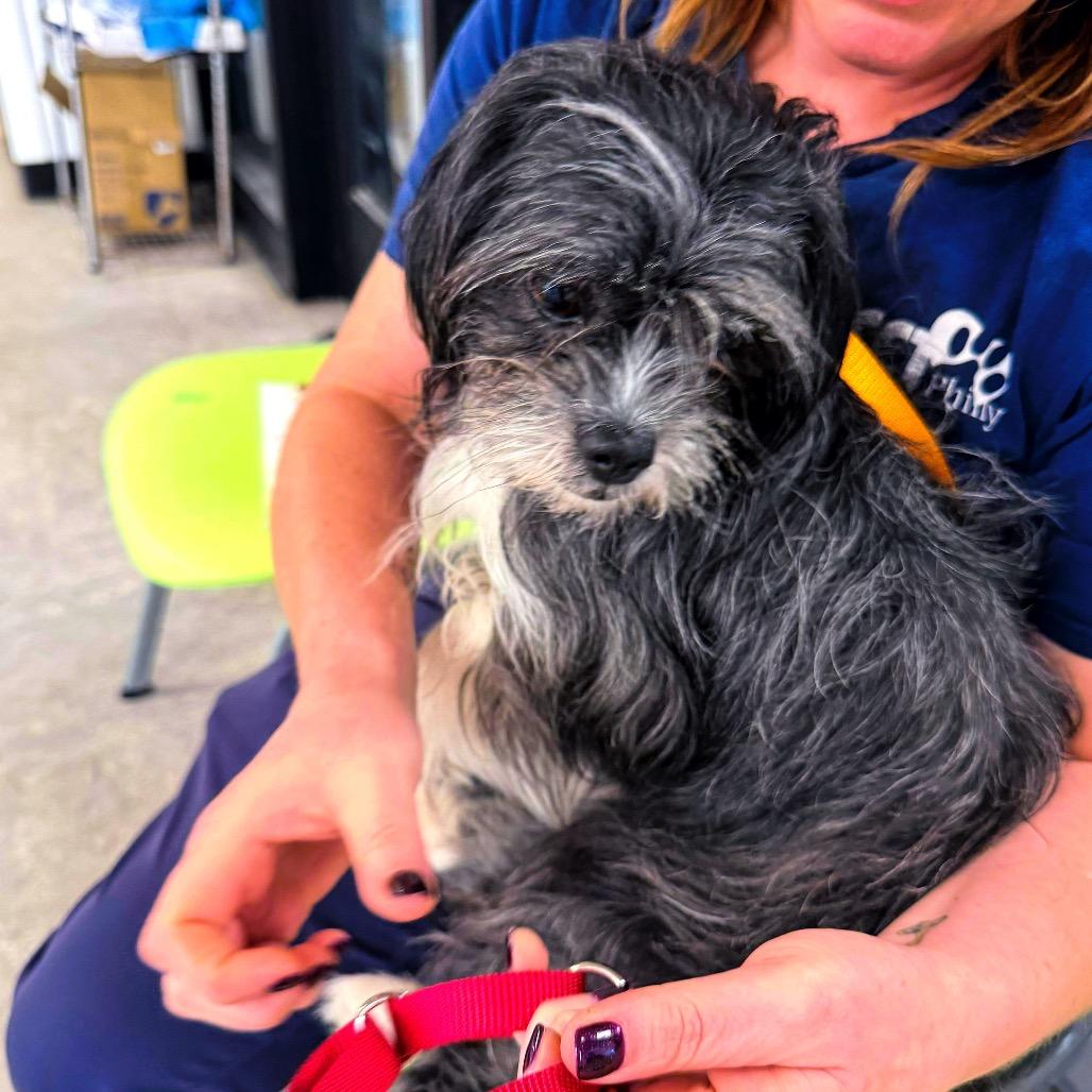 Enlarge GRACIE, a Adoptable Terrier in Berlin, NJ image 3/4