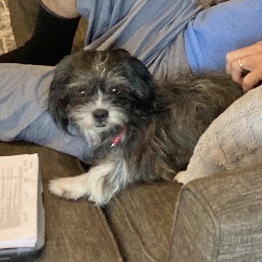 Enlarge GRACIE, a Adoptable Terrier in Berlin, NJ image 4/4