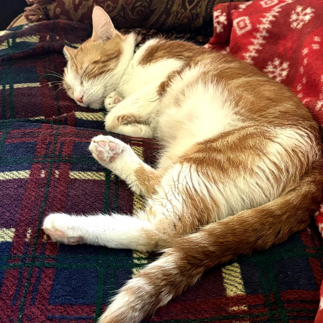 Sherbert C65699, a Adoptable Domestic Short Hair in Minnetonka, MN image 2/6