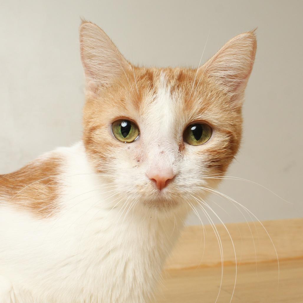 Sherbert C65699, a Adoptable Domestic Short Hair in Minnetonka, MN image 3/6