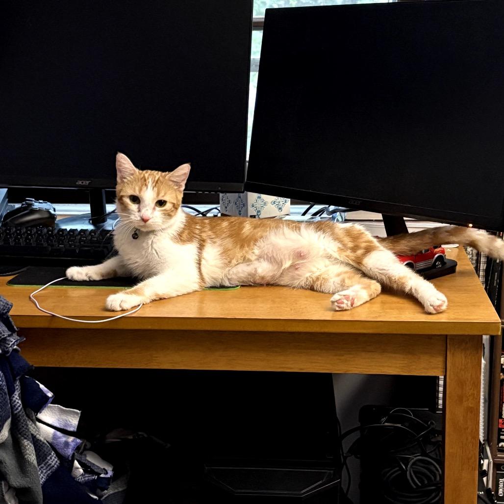 Sherbert C65699, a Adoptable Domestic Short Hair in Minnetonka, MN image 5/6