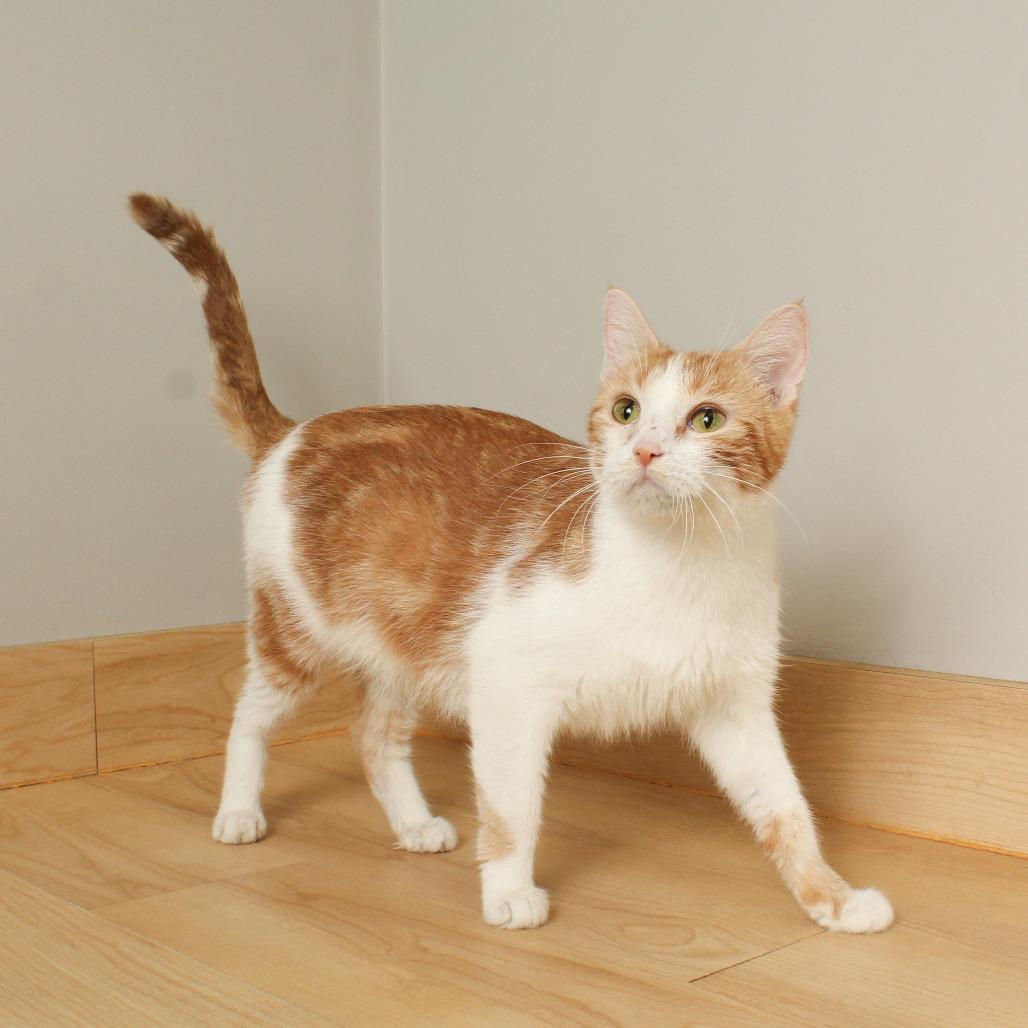 Sherbert C65699, a Adoptable Domestic Short Hair in Minnetonka, MN image 6/6