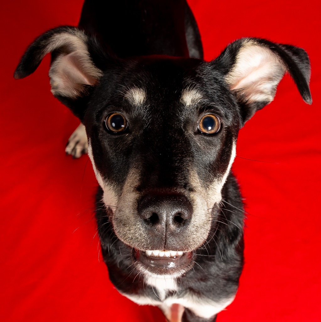 Enlarge Chai, a Adoptable mixed breed in Tyler, TX image 3/4