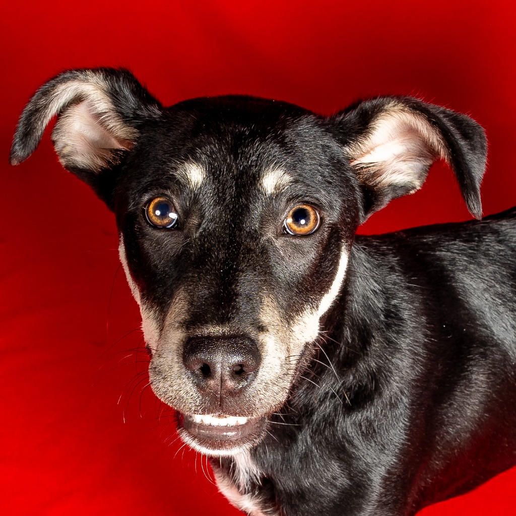 Enlarge Chai, a Adoptable mixed breed in Tyler, TX image 1/4