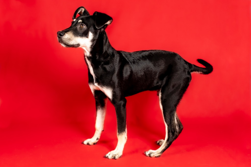 Enlarge Chai, a Adoptable mixed breed in Tyler, TX image 4/4
