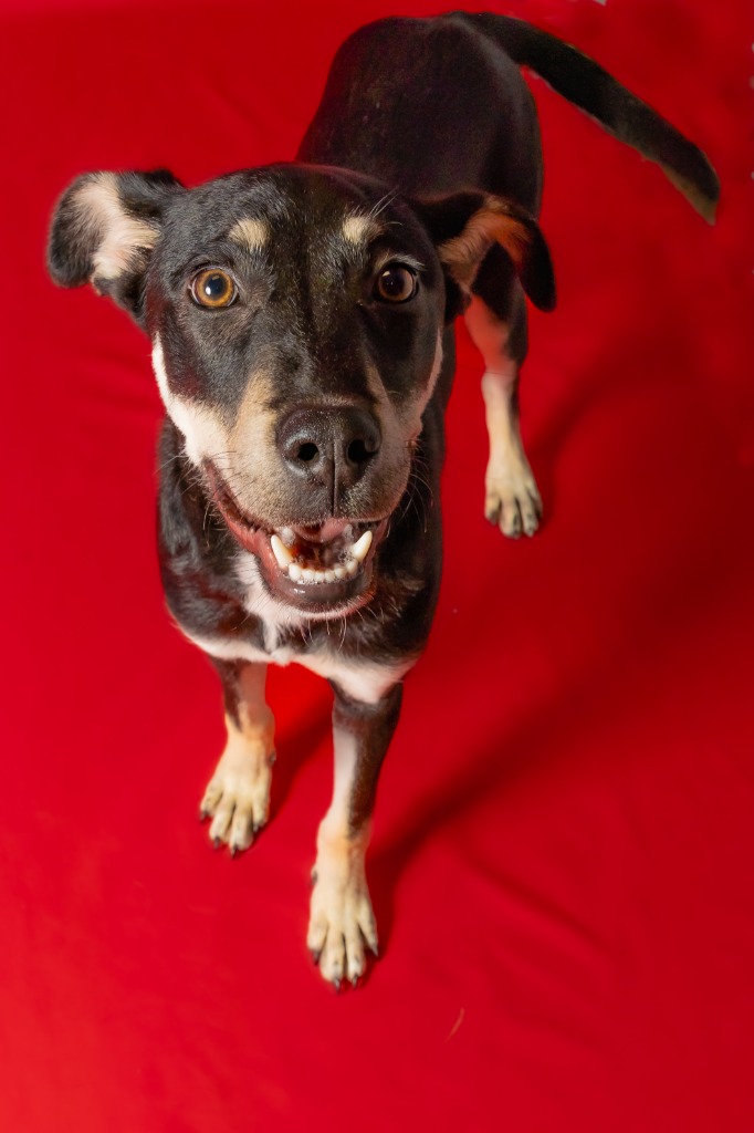 Enlarge Chai, a Adoptable mixed breed in Tyler, TX image 2/4