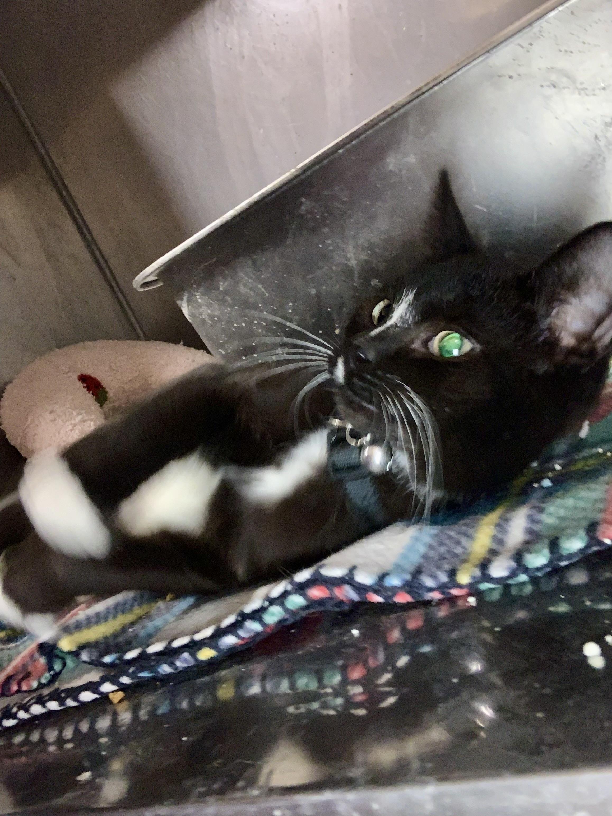 Enlarge Sirius, a Adoptable Domestic Short Hair in Ludington, MI image 3/6