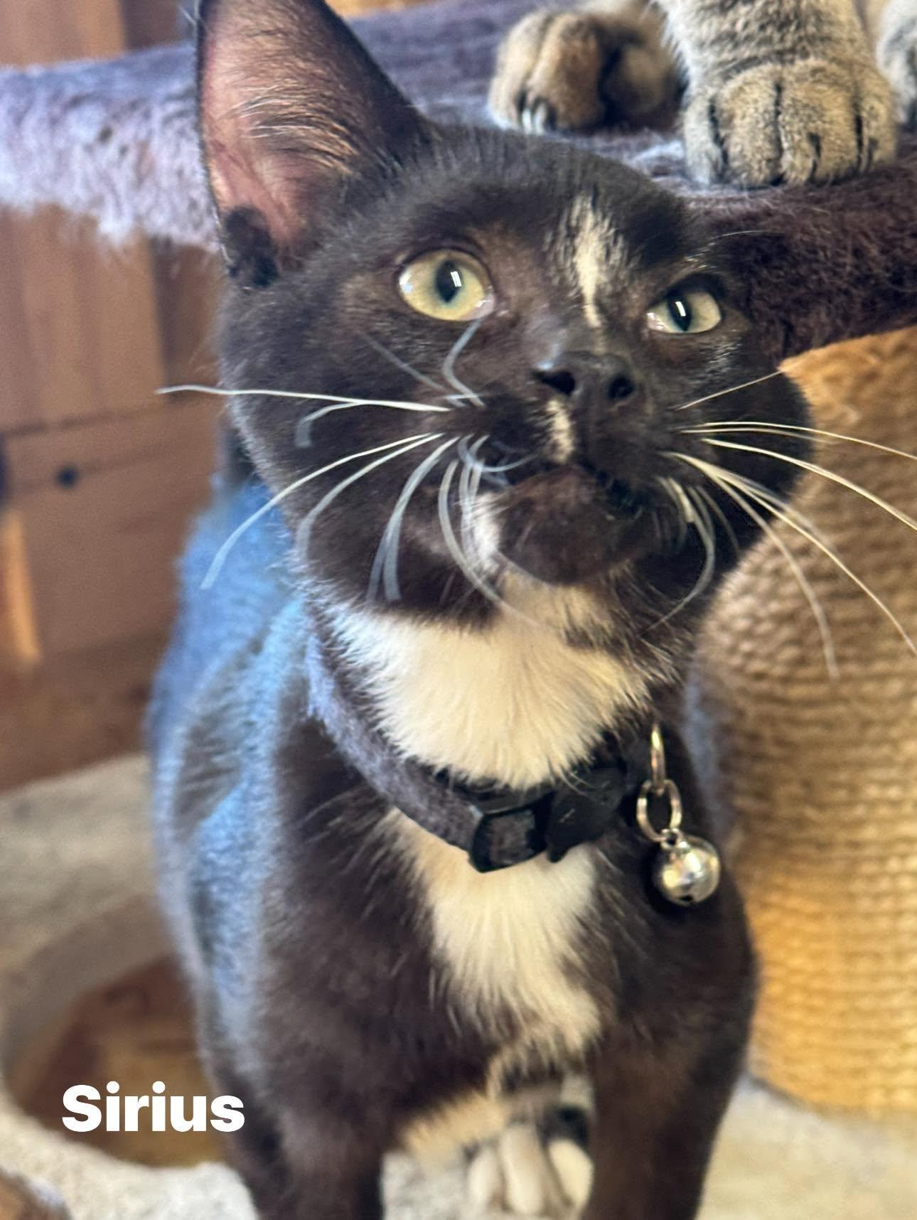 Sirius, Adoptable, Kitten Male Domestic Short Hair.