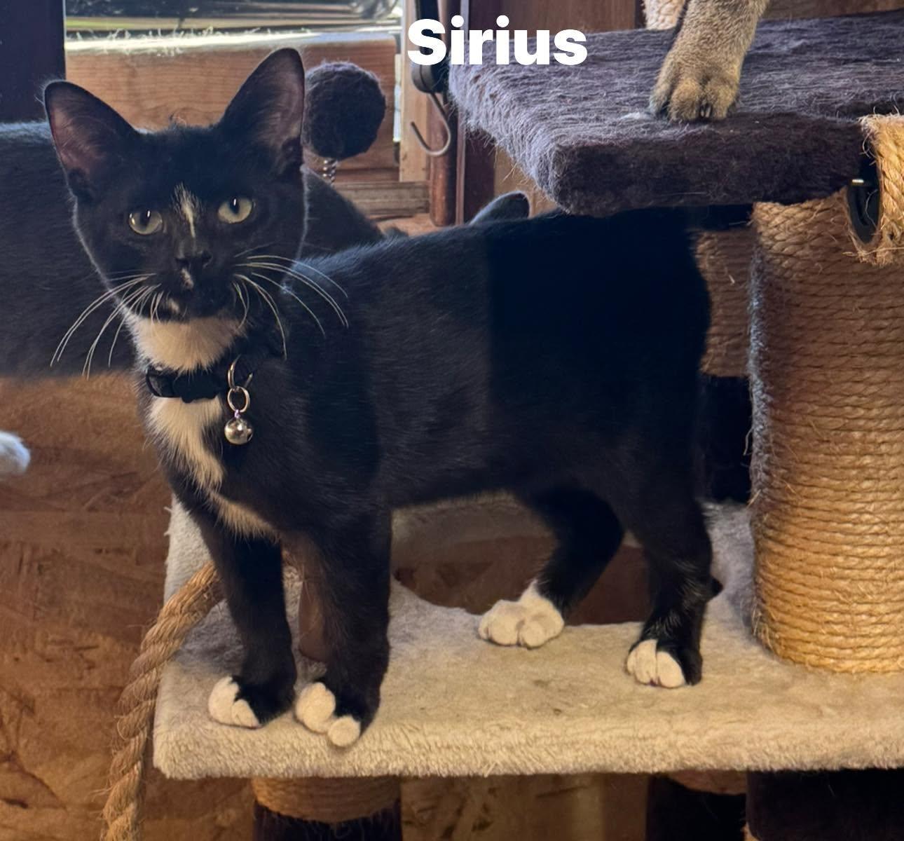 Enlarge Sirius, a Adoptable Domestic Short Hair in Ludington, MI image 2/6