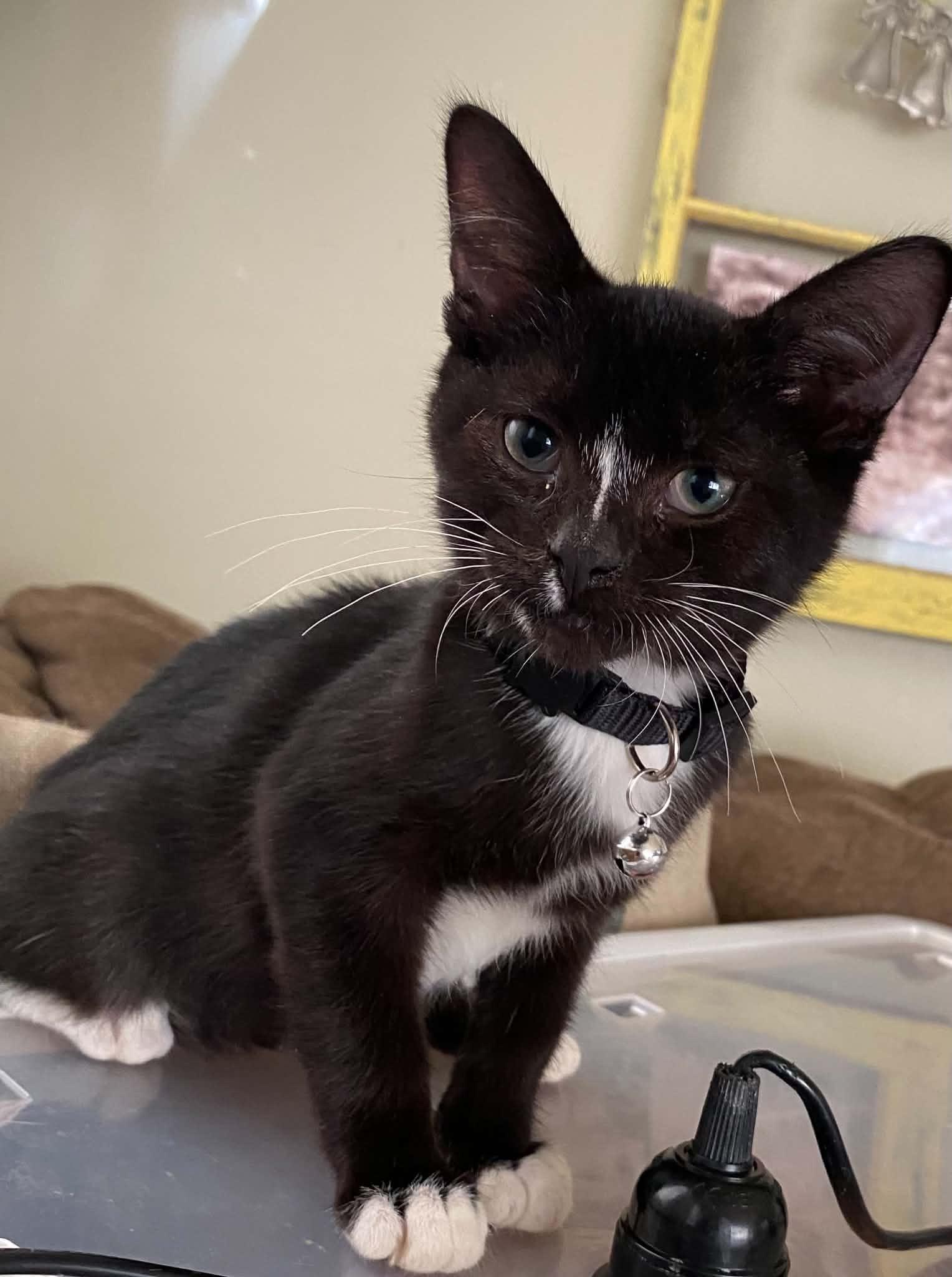 Enlarge Sirius, a Adoptable Domestic Short Hair in Ludington, MI image 5/6