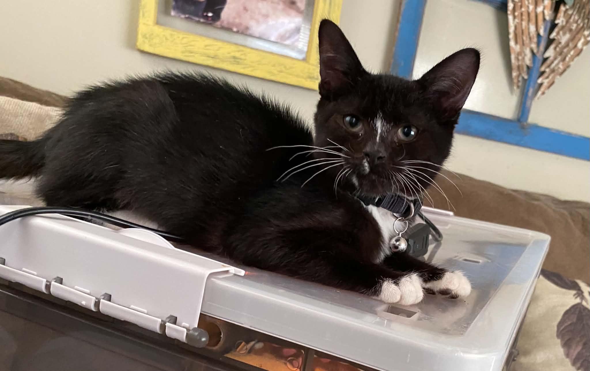 Sirius, Adoptable, Kitten Male Domestic Short Hair.