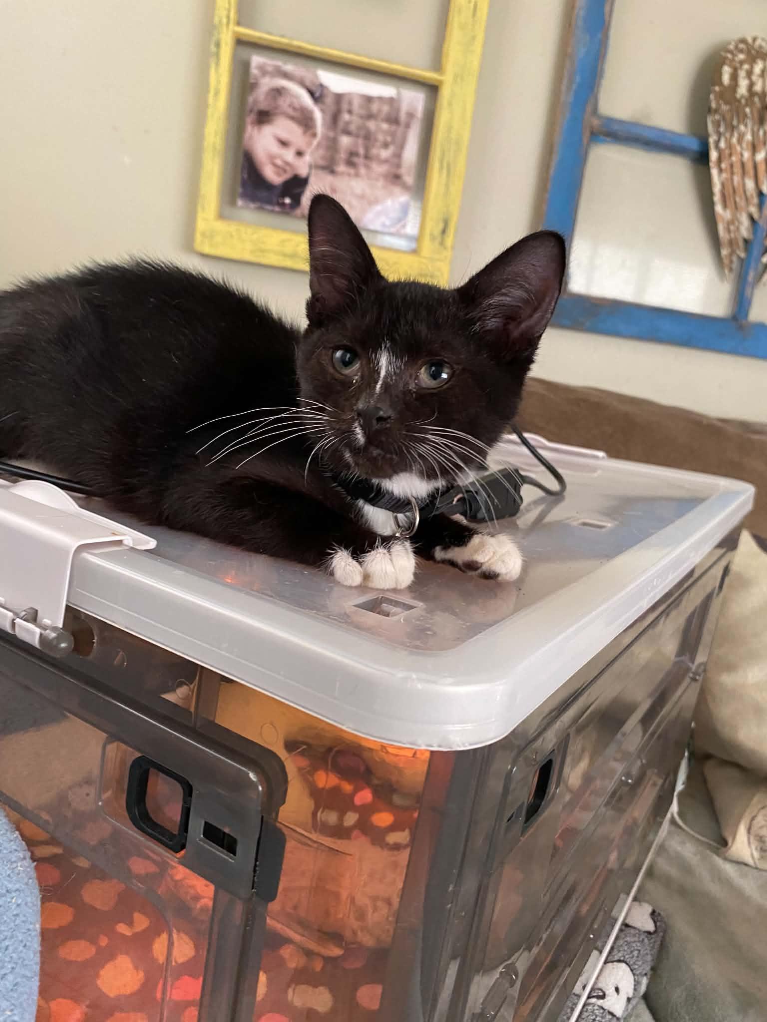Enlarge Sirius, a Adoptable Domestic Short Hair in Ludington, MI image 6/6