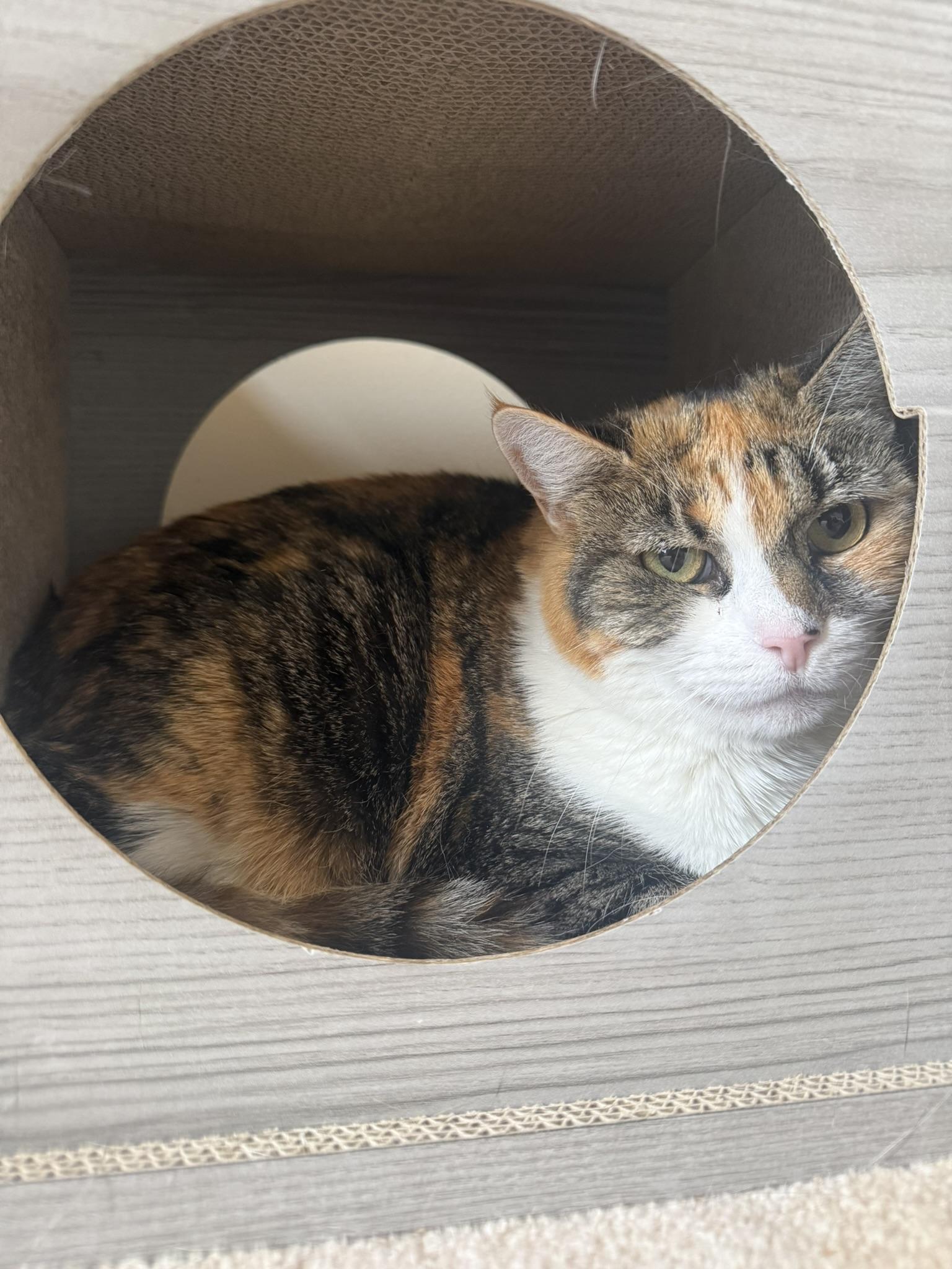 Nova, a ADOPTABLE Calico in CANONSBURG, PA image 4/5