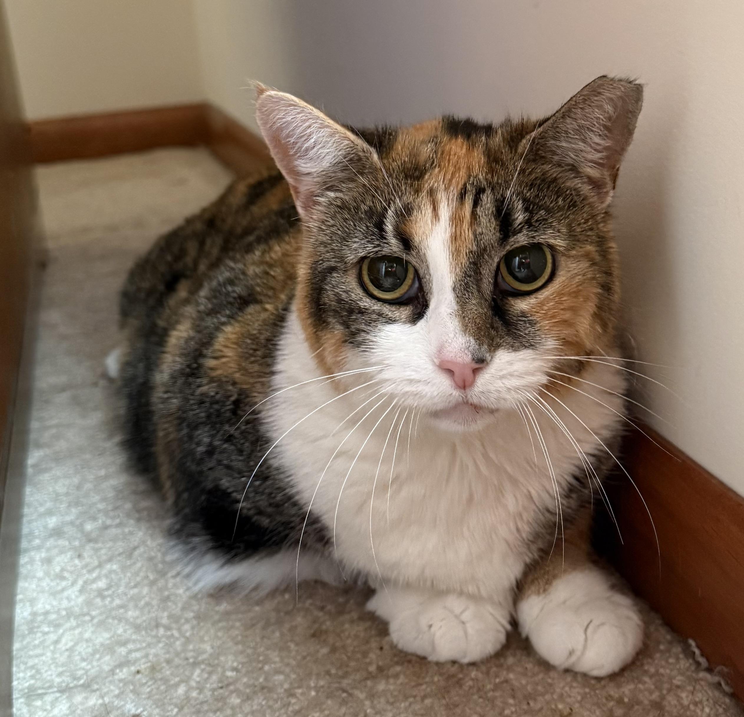 Nova, ADOPTABLE, Adult Female Calico.