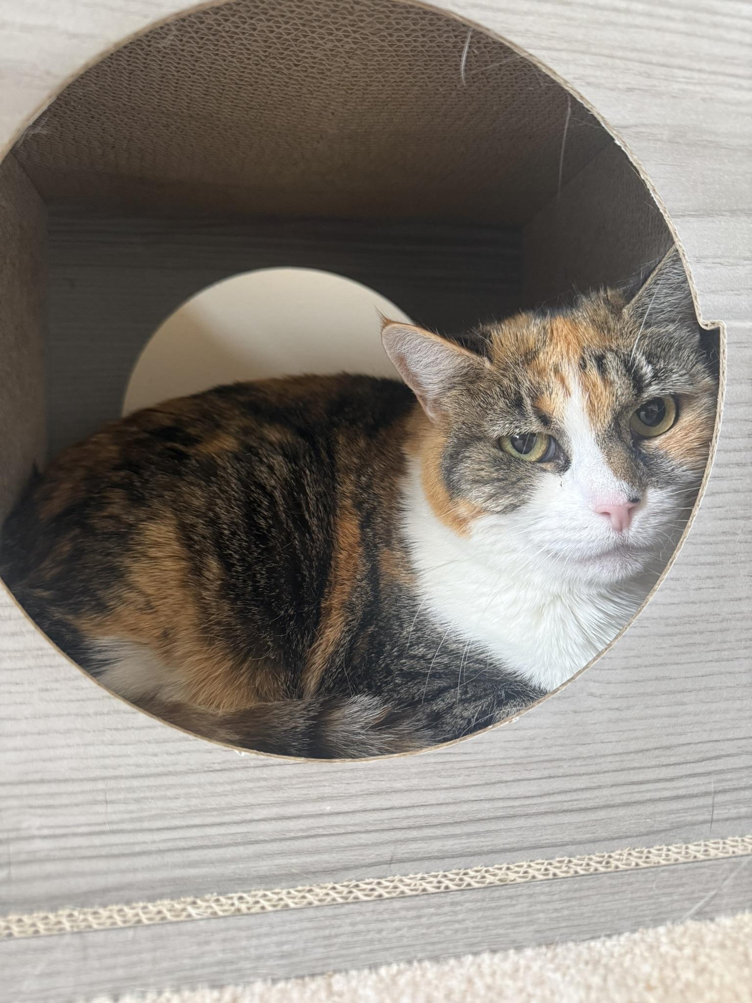 Nova, a ADOPTABLE Calico in CANONSBURG, PA image 2/5