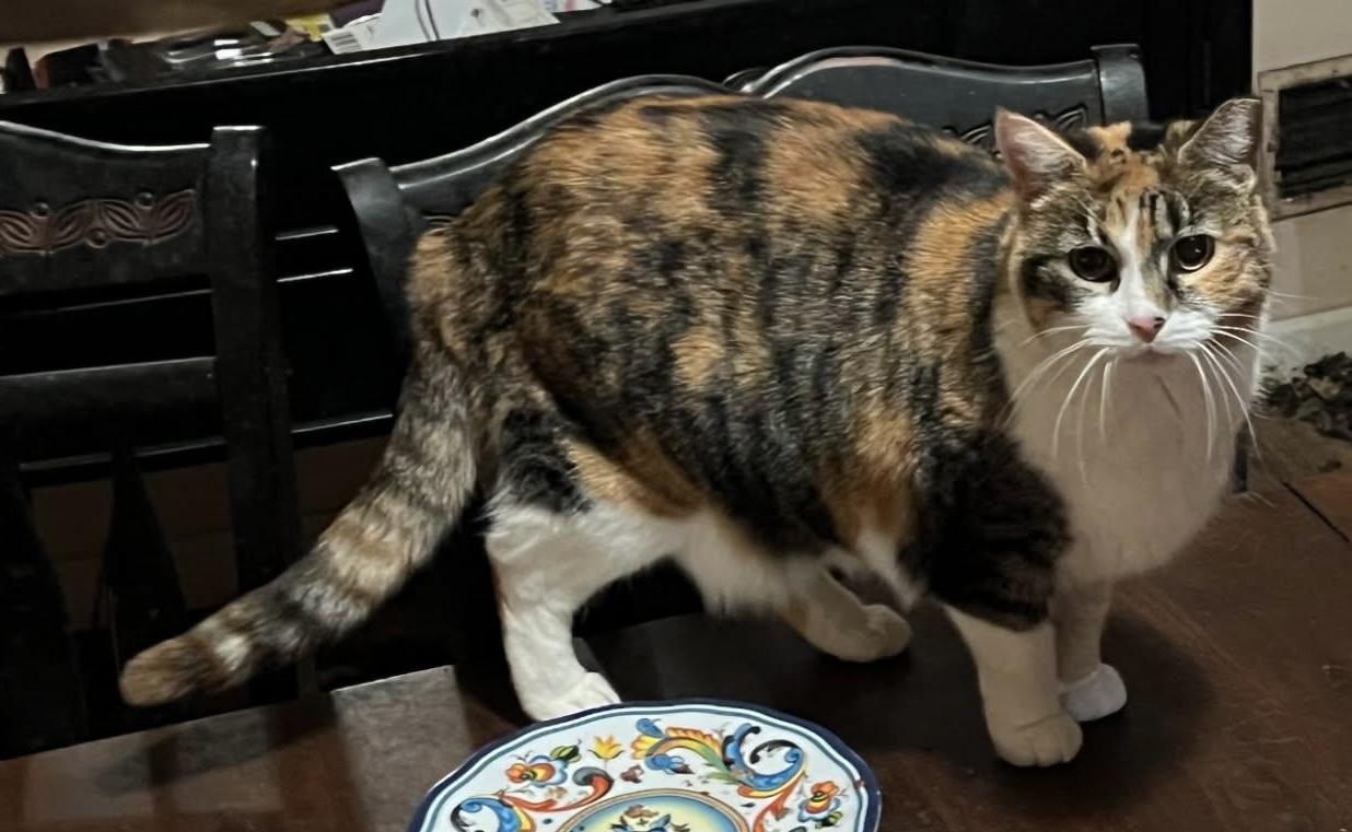 Nova, ADOPTABLE, Adult Female Calico.