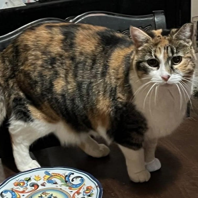 Enlarge Nova, a ADOPTABLE Calico in CANONSBURG, PA image 1/1