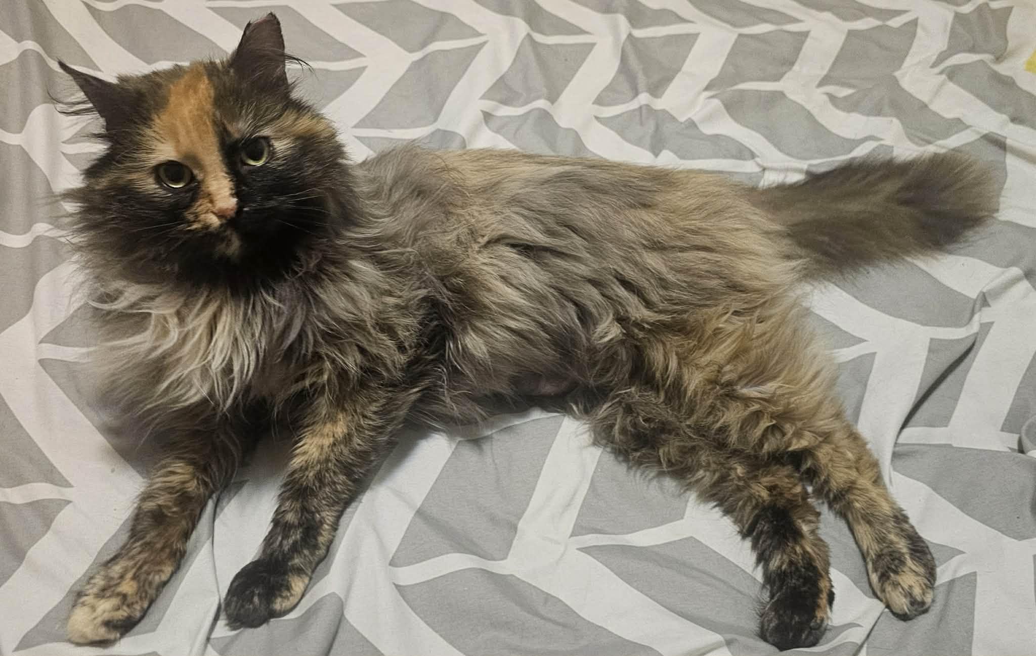 Enlarge Raegan, an adopted Domestic Long Hair in Milwaukee, WI image 2/5