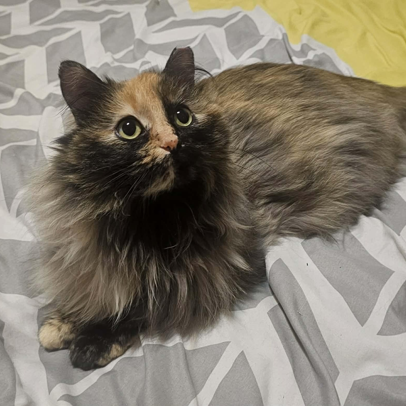 Raegan, adopted, Young Female Domestic Long Hair.