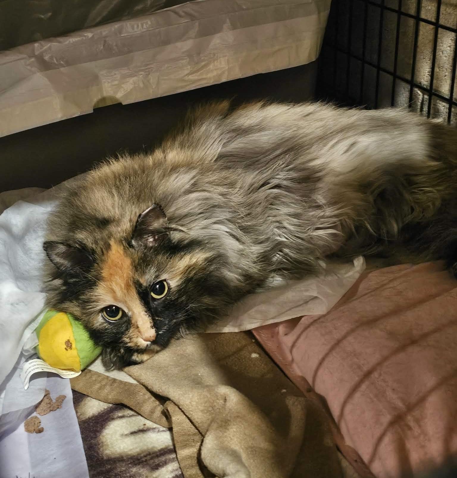 Enlarge Raegan, an adopted Domestic Long Hair in Milwaukee, WI image 3/5