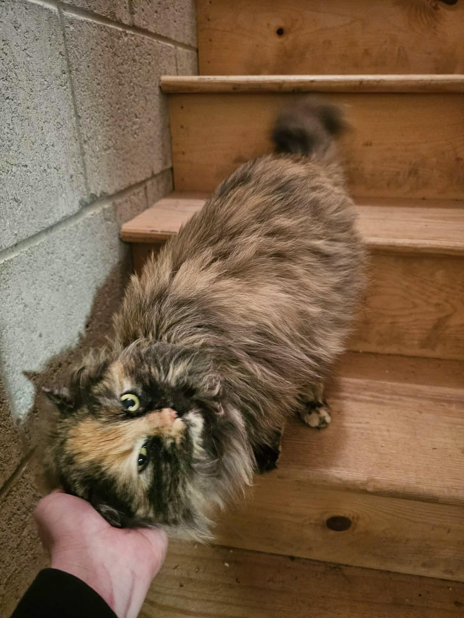 Enlarge Raegan, an adopted Domestic Long Hair in Milwaukee, WI image 4/5