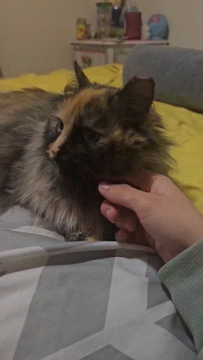 Enlarge Raegan, an adopted Domestic Long Hair in Milwaukee, WI video 5/5