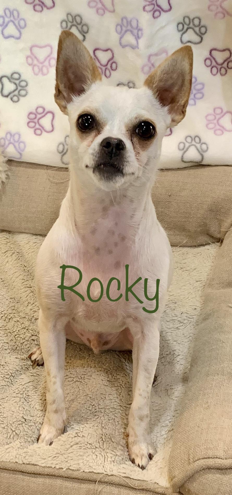 Rocky * OK, an adoptable Chihuahua, Fox Terrier in Albert Lea, MN, 56007 | Photo Image 2